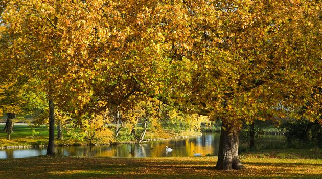 Yellow and orange plane trees in park with pond and white swans in autumn
