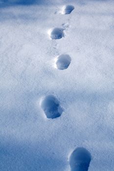 Footprints in the fresh snow 