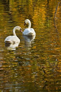 White mute swans swimming in colorful reflection of autumn trees
