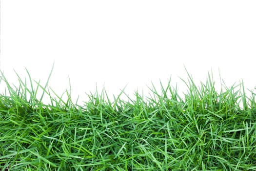 Isolated green grass on white background