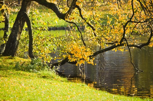 Old birch tree with colorful leaves hanging over pond in autumn 