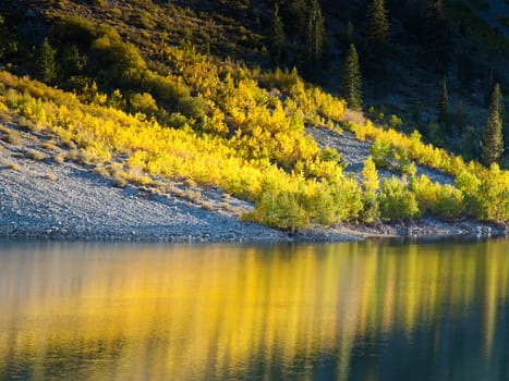 Golden Aspen trees are reflected in Lundy Lake, California on an October afternoon
