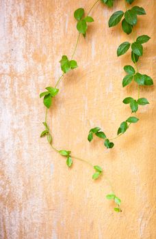 Climber on the wall