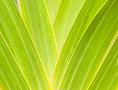 Green leaf background abstract of nature