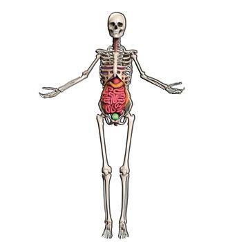 Skeleton with internal organs including guts.
