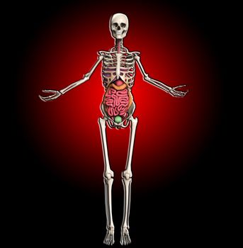 Skeleton with internal organs including guts.