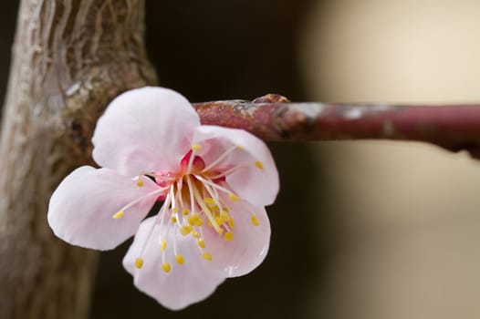 Cherry Blossom