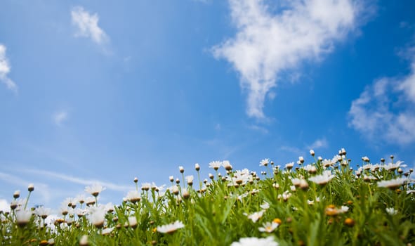 field of daisies and blue sky