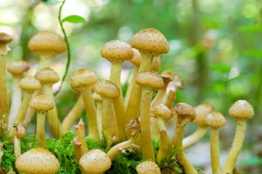 agaric honey fungus in forest