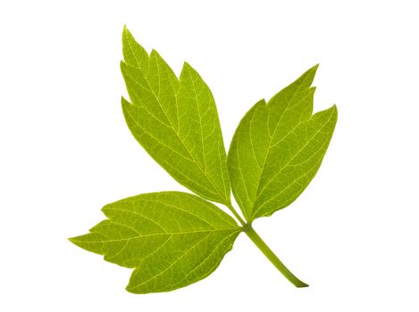 close-up ash-leaved maple leaf, isolated on white