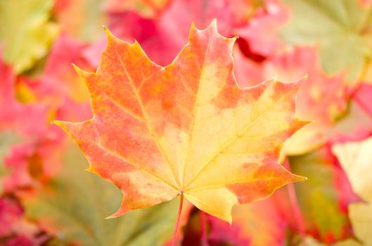 autumn maple leaf on leaves background