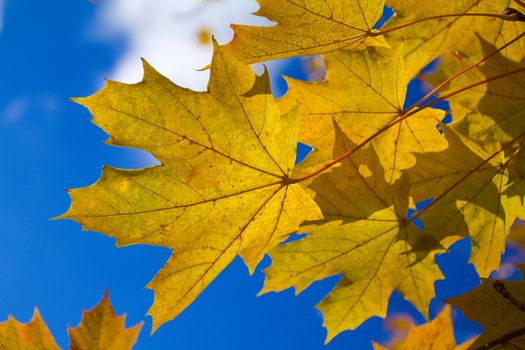 autumn maple leaves against blue sky