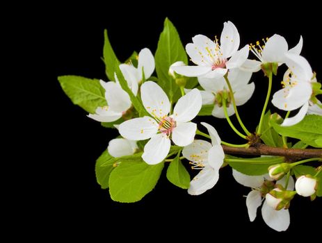 close-up blooming branch of plum tree, isolated on black