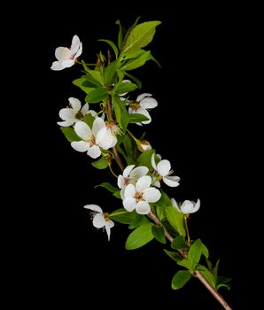 close-up blooming branch of plum tree, isolated on black