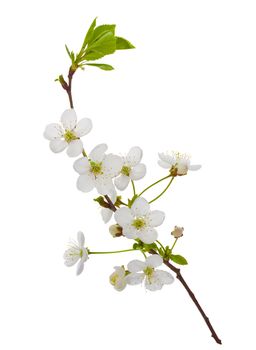 close-up blooming cherry branch, isolated on white