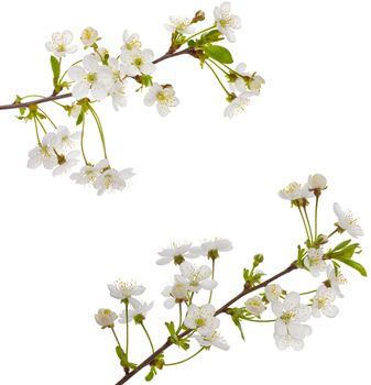 close-up blooming cherry branches, isolated on white