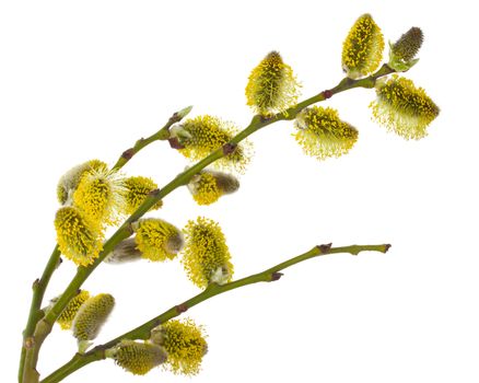 close-up pussy willow branches, isolated on white