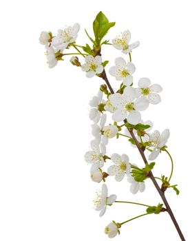 close-up blooming cherry branch, isolated on white