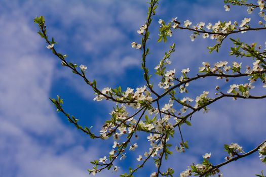 branch of plum tree against blue sky