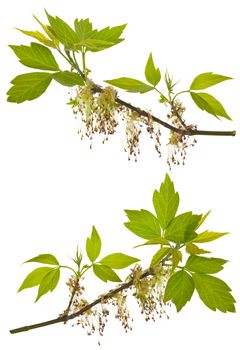 close-up branches of blooming ash-leaved maple, isolated on white