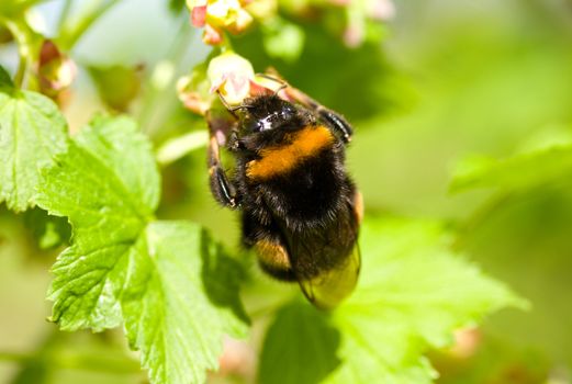 bumblebee pollinating flowers on green background
