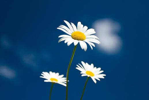 three chamomiles against blue sky, selective focus