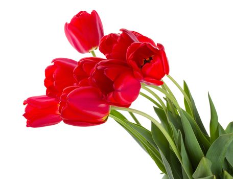 close-up red tulips bouquet, isolated on white