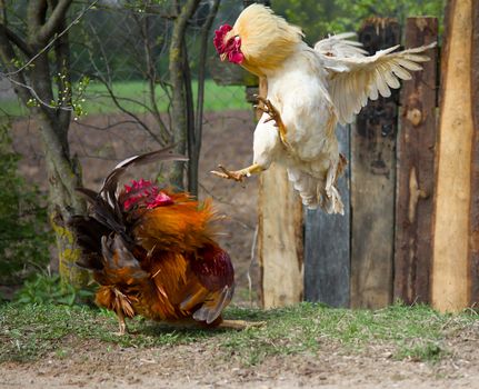 two cocks fighting, one  in fly