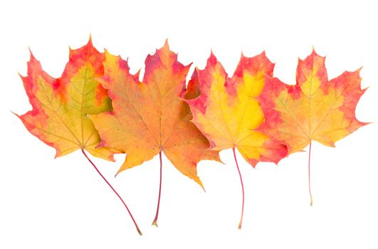 multicolored autumn maple leaves
