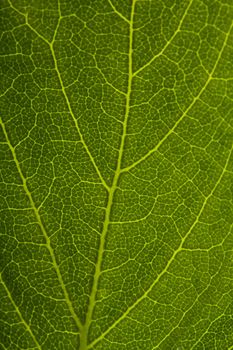 green leaf background, macro shot