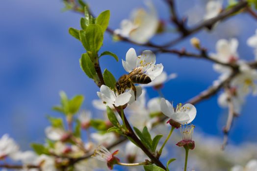 honeybee pollinating flowers of plum tree