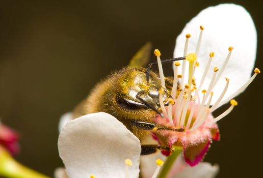 honeybee pollinating flowers, macro shot