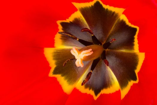macro shot of red tulip
