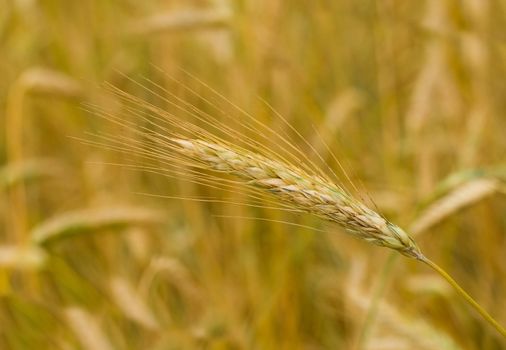 close-up ear of rye in field, selective focus