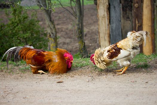 two cocks look at each other, ready for fight