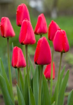 wet red tulips on green background