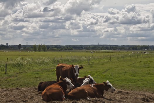 Ruminating cows in a pasture.