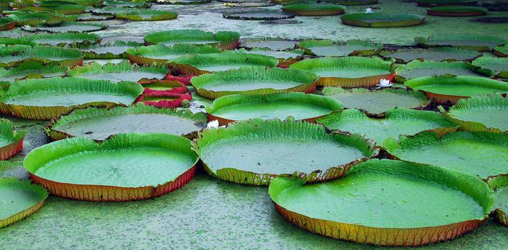green disc shape water lily leaves in pond