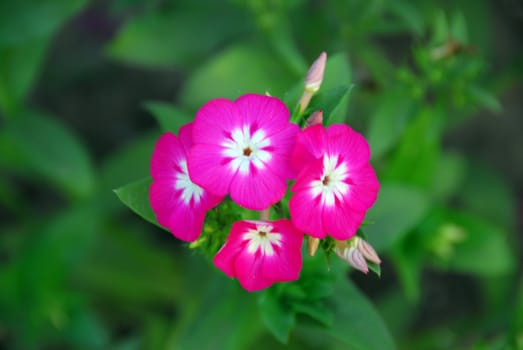 An isolated shot of pink vinca Periwinkle Flower