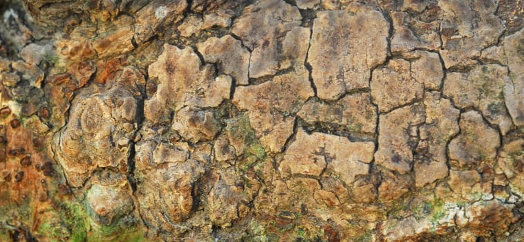 closeup of Bark Texture of a tree