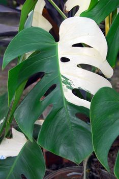 isolated closeup of light Green Leaves growing on ornamental plants