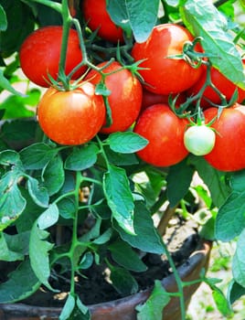 bunch of Fresh Red Tomatoes growing on vine