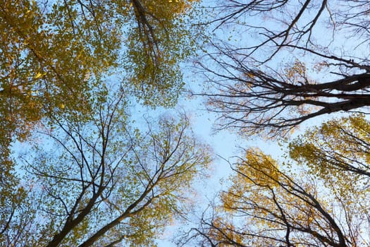 Crown of different autumn trees against the background of blue sky. View from below