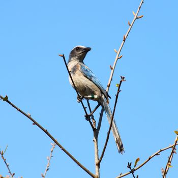 Florida Scrub Jay (Aphelocoma coerulescens) found in central Florida.