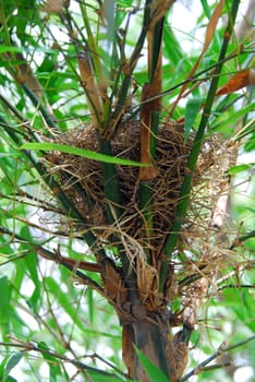 a bird nest made of dry twigs in bamboo tree