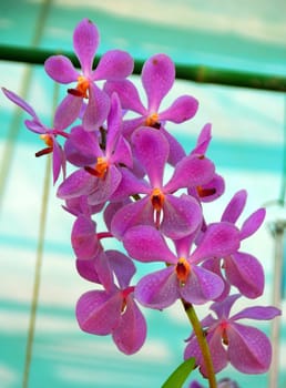 a closeup of pink orchid Flower blooming