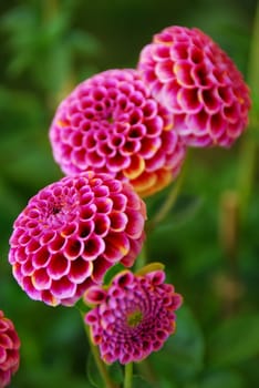 a closeup of pink pompom dahila flower