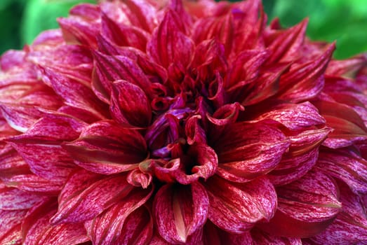 a closeup of red maroon dahlia flower blooming