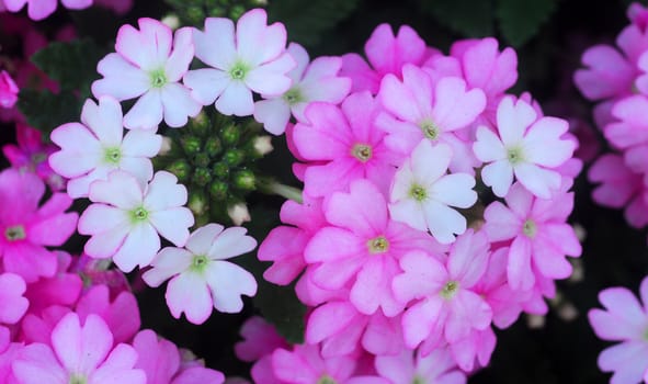 closeup of a Pink white Flower cluster