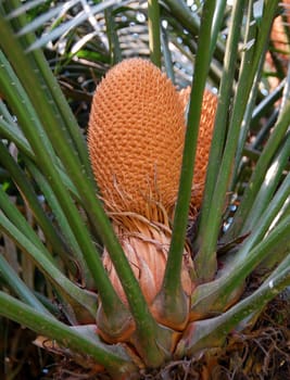 a closeup of green cycad palm plant head